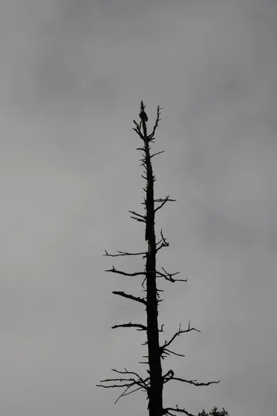 DSC_0176 (Large).JPG